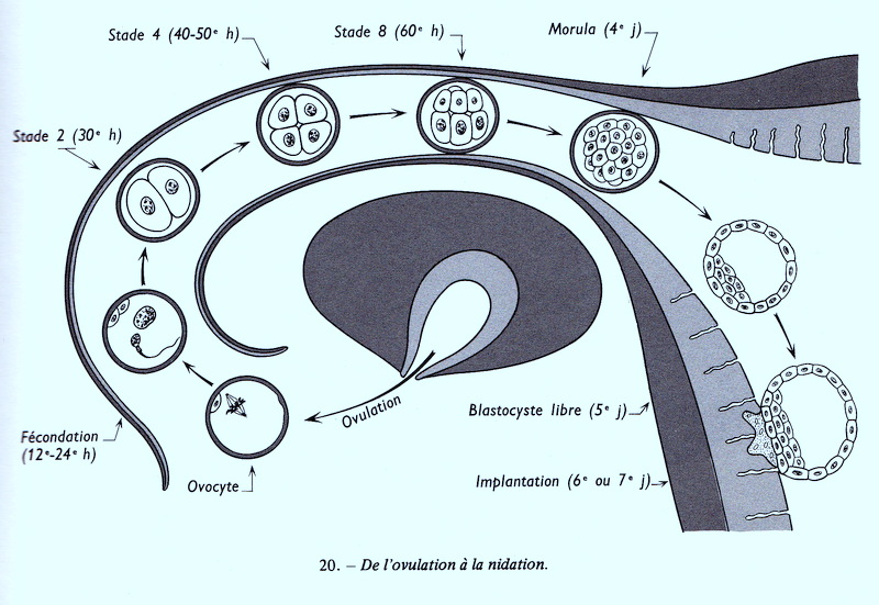 Temps rencontre spermatozoide ovule